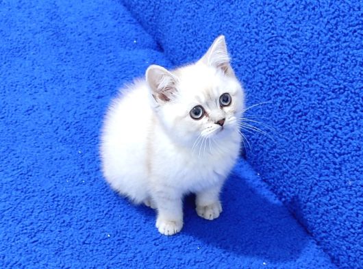 Mükemmel Bi̇r Bri̇ti̇sh Lynx Poi̇nt Yavrumuz Tesli̇me Hazirdir görsel