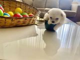 Maltese Terrier XS Ev Doğumlu AKalite minik bebeklerim