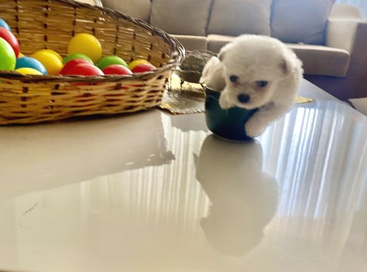 Maltese Terrier Xs Ev Doğumlu Akalite Minik Bebeklerim