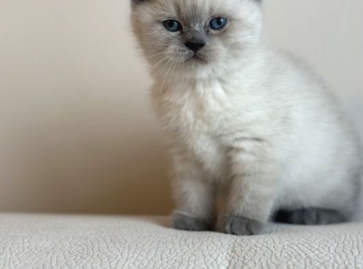 Blue Poi̇nt Yavrularimiz Yuvasini Ariyor görsel