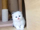 Minik Ayıcık Surat Bebekler