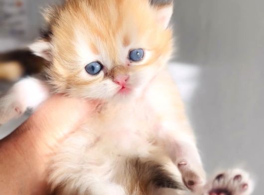 Minik Ayıcık Surat Bebekler görsel