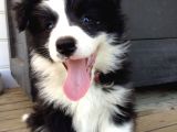 A Kalite Border Collie Merle Ve Siyah Beyaz Yavrularımız