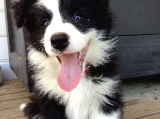 Border collie dişi erkek yavrularımız