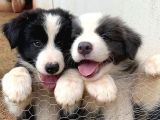 A Kalite Border Collie Merle Ve Siyah Beyaz Yavrularımız