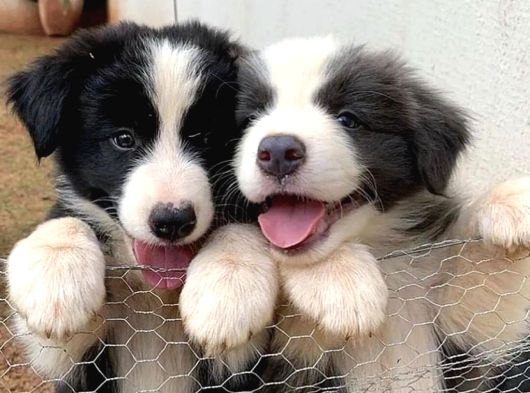A Kalite Border Collie Merle Ve Siyah Beyaz Yavrularımız görsel