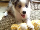 A Kalite Border Collie Merle Ve Siyah Beyaz Yavrularımız