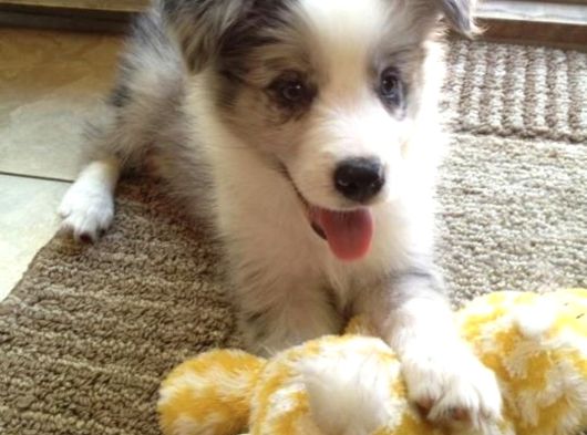 A Kalite Border Collie Merle Ve Siyah Beyaz Yavrularımız görsel