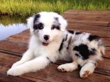 A Kalite Border Collie Merle Ve Siyah Beyaz Yavrularımız