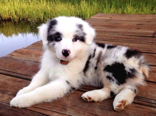 A kalite border collie merle ve siyah beyaz yavrularımız