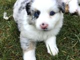 A Kalite Border Collie Merle Ve Siyah Beyaz Yavrularımız