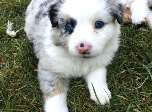 A Kalite Border Collie Merle Ve Siyah Beyaz Yavrularımız görsel