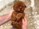 Kore Kan Tedy Poodle Yavrularımız 