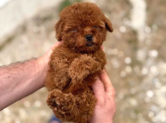 Kore Kan Tedy Poodle Yavrularımız  görsel