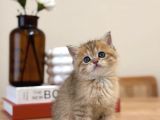 2 Aylık 17 Sadet Sağlık Garantili Yavrular
