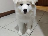 Safkan Kar Beyaz Samoyed Dişi