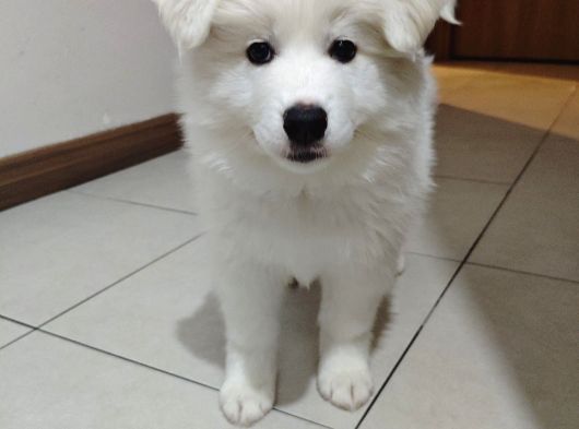 Safkan Kar Beyaz Samoyed Dişi görsel