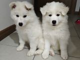 Safkan Kar Beyaz Samoyed Dişi