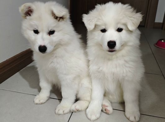 Safkan Kar Beyaz Samoyed Dişi görsel