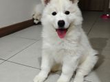 Safkan Kar Beyaz Samoyed Dişi