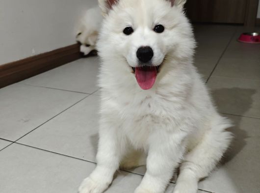 Safkan Kar Beyaz Samoyed Dişi görsel