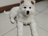 Safkan Kar Beyaz Samoyed Dişi