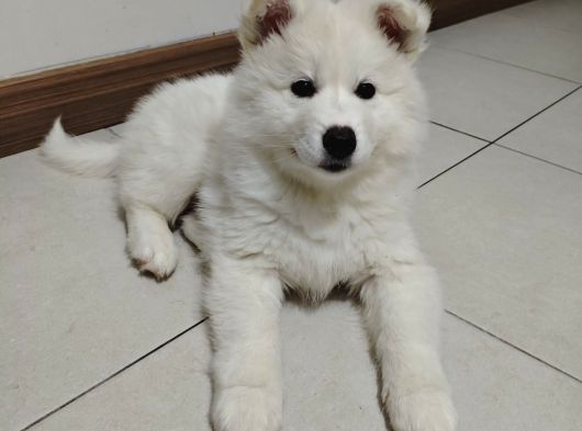 Safkan Kar Beyaz Samoyed Dişi görsel