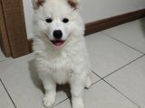 Safkan kar beyaz samoyed dişi