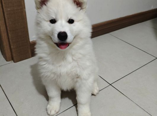 Safkan Kar Beyaz Samoyed Dişi