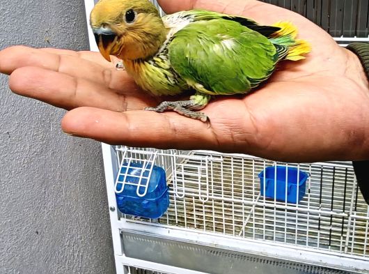 Sarı Elbesleme Sevda Papağanı Yavrulari görsel