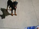8 Aylık Doberman Yavru