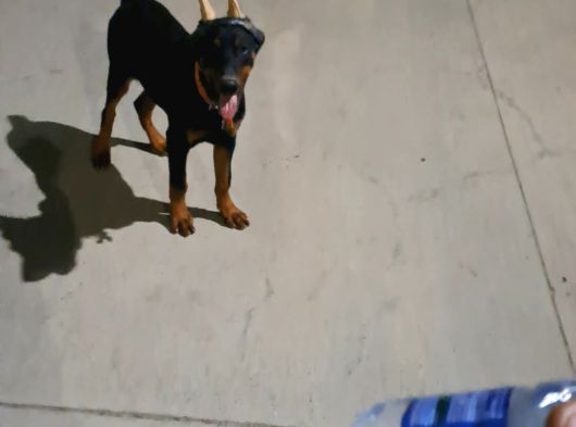 8 Aylık Doberman Yavru görsel