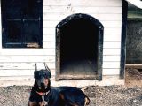8 Aylık Doberman Yavru