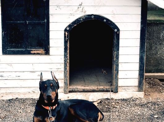 8 Aylık Doberman Yavru görsel
