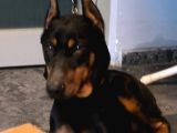 8 aylık Doberman yavru