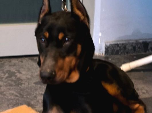 8 Aylık Doberman Yavru