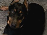 8 Aylık Doberman Yavru