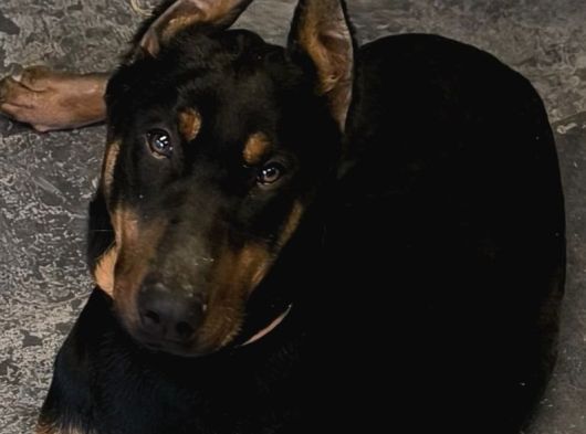 8 Aylık Doberman Yavru görsel