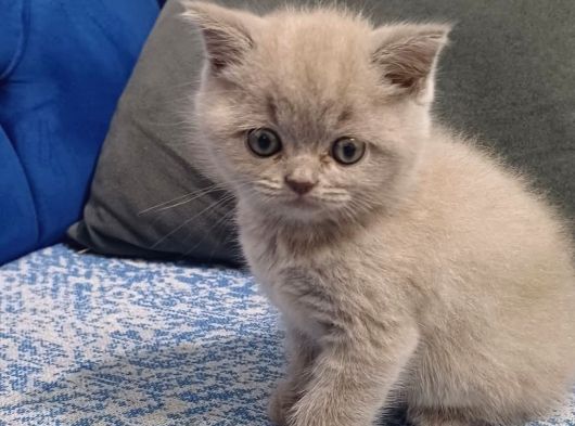 Tutulan Renkler Güzel Yavrular Bakmadan Geçme görsel