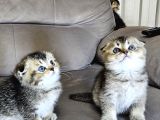 Aile Sıcaklığnda Büyüyen  Scottish Fold British Yvrlr