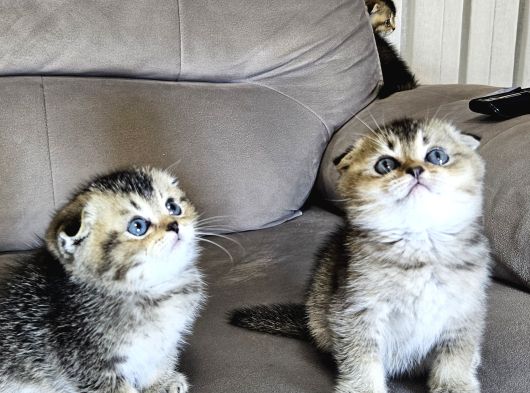 Aile Sıcaklığnda Büyüyen  Scottish Fold British Yvrlr görsel