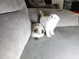 Aile Sıcaklığnda Büyüyen  Scottish Fold British Yvrlr