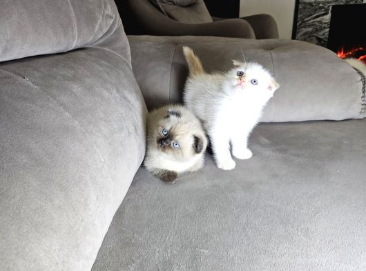 Aile Sıcaklığnda Büyüyen  Scottish Fold British Yvrlr görsel