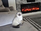 Aile Sıcaklığnda Büyüyen  Scottish Fold British Yvrlr