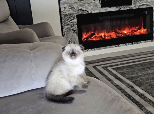 Aile Sıcaklığnda Büyüyen  Scottish Fold British Yvrlr görsel