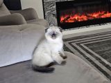 Aile Sıcaklığnda Büyüyen  Scottish Fold British Yvrlr