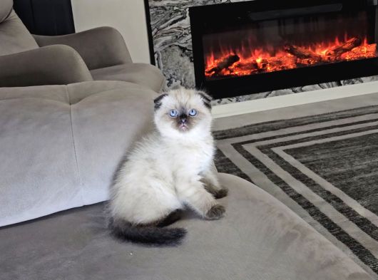 Aile Sıcaklığnda Büyüyen  Scottish Fold British Yvrlr görsel