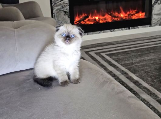 Aile Sıcaklığnda Büyüyen  Scottish Fold British Yvrlr görsel