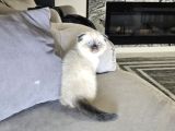 Aile Sıcaklığnda Büyüyen  Scottish Fold British Yvrlr