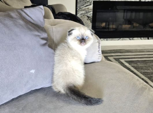 Aile Sıcaklığnda Büyüyen  Scottish Fold British Yvrlr görsel